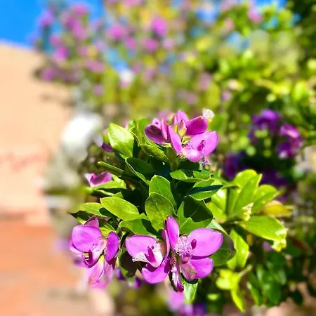 Apartment Ginestra La Maddalena (Sassari)