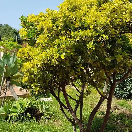 Ginestra